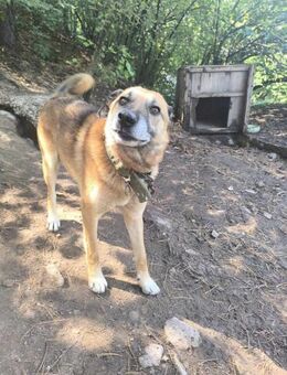 ♡Kafiavcho♡ - sucht ein schönes Zuhause - Alfeld (Leine)