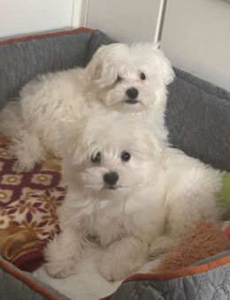 Bichon Hawaneser mini toy Welpen ,reinrassigen. - Remscheid
