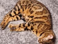 Bengal Katze - Herzlake