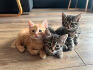 Verspielte kitten suchen ein Zuhause - Vaihingen (Enz) Zentrum