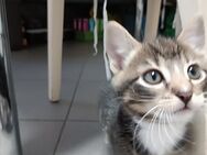 1 kleiner Kater zu verkaufen - Düsseldorf