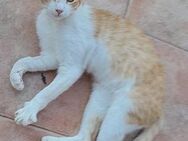 Leo - FIV-Schmusekater sucht Platz - Bad Camberg