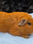 schicker GH Cuy Bock abzugeben, kastriert in 45886