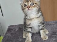 Reinrassige Britisch Kurzhaar Kitten Golden Tabby - Mainz