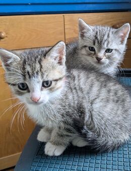 Wunderschön getigerte Katzenwelpen - Kitten - Babykatzen - Ebersbach
