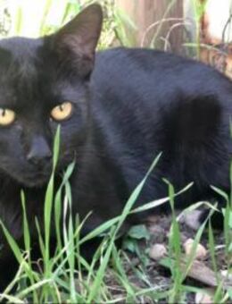Muz, ein selbstbewusster Kater - Unterföhring