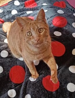 Liebevoller roter Schönling Olé - Bad Camberg