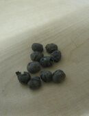 Hanfpalme Fortunei+Wagnerunis Samen in 74653