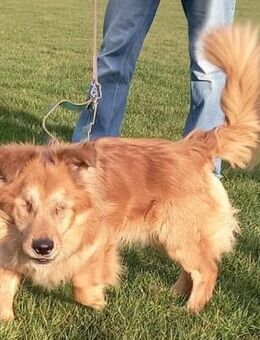 Der liebe Zorro, happy trotz Handicap - Sehnde