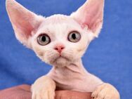 Kitten Devon Rex , reinrassig mit Stammbaum - Baiersbronn