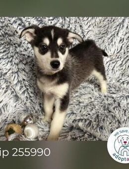 Chip 255900: Hundekind sucht ein Zuhause - Kirchzell