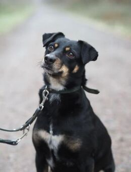 Nelly von kettenlos - Bollingstedt