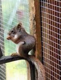Rothörnchen Amerikanische Eichhörnchen - Schloß Holte-Stukenbrock