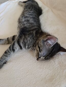 Junger Kater sucht.. - Könnern