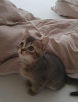 Wunderschöne Bkh kitten - Oldenburg