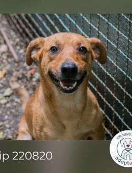 Chip 220820: Sucht ein Zuhause - Kirchzell