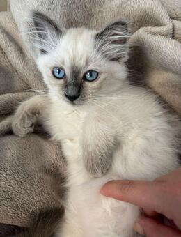 Heilige Birma Kätzchen Birmakatzen Birma Kater - Rosengarten (Baden-Württemberg)