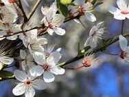 Exklusive Doppelhaushälfte mit schönem Garten - Herten