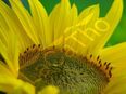 Kleine Gelbe Sonnenblume Sunspot Sonnenblumensamen Sonnenblume kleine gelbe Blüten Bienenfreund unverzweigt Schnittblume Samen Saatgut Garten in 74629