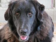 Freundliche Cleo sucht ihre Familie - Kallmünz