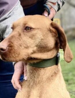 KIRA - temperamentvoll und agil - Seggebruch