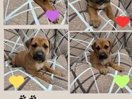 Welpen Großer Schweizer Sennenhund x Rhodesian Ridgeback - Nörvenich