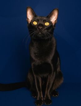 Orientalisch Kurzhaar Kitten, 13 Wochen, abholbereit – 1 Katze VERKAUFT, 2 Kater ÜBRIG - Neumünster