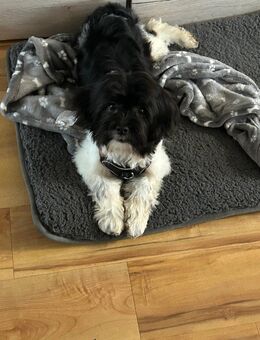 Maltipoo Weibchen - Eschweiler