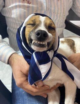 Vom Straßenkind zum Familienhund – Kito wartet auf Menschen mit Herz - München