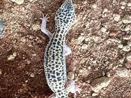 Leopardgecko Männchen - Blankenhain