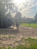 Offenstallplatz frei in 33758 Liemke in 33758