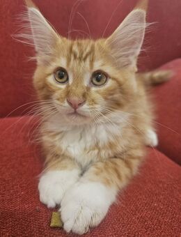 4 süßen Kätzchen suchen ein neues Zuhause - Halle (Saale)