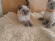 Süße BKH Katzen Babys - Jerxheim