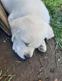 Süße Golden-Labrador Retriever - Unterwaldhausen
