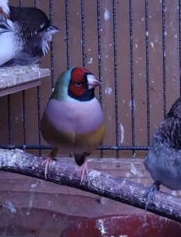 Gouldamadinen Henne zu verkaufen. - Brand-Erbisdorf