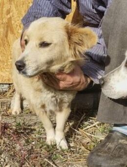 Cassy 38 cm - Alpenrod