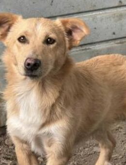 Pamuk ist ein sanfter Bub 🐾 - Elsdorf (Nordrhein-Westfalen)