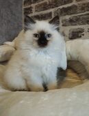 Wunderschöne birma Siam Mix Babys in 47929