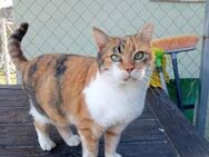 Hübsche ältere Katzenlady sucht Home - Bad Camberg