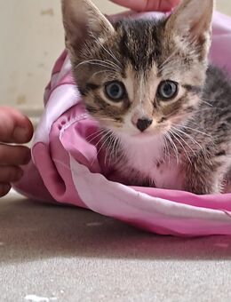 Ein kleiner Kater sucht noch.. Bkh Perser Ekh Mix - Delmenhorst