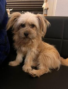 Offener Cooper🌺 sucht liebevolles Heim - Seggebruch