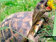 Suche griechische Landschildkröte Thb weiblich eierlegend - Reinheim