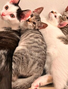 Zauberhafte Kitten suchen ein liebevolles Zuhause - Lohne (Oldenburg)