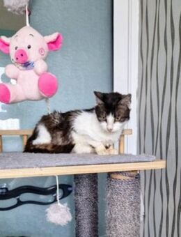 🌸Zutrauliche Sophia🌸🆘NOTFALL - Eislingen (Fils)