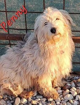 Penny sucht ein Zuhause - Egestorf