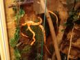 2 kornnattern inkl.Terrarium in 27753