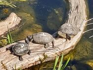 europäische Sumpfschildkröten - Wanderup