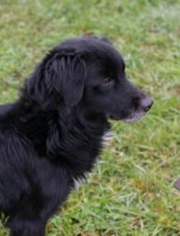 LUIGI - verspielt, zugänglich und aktiv - Overath