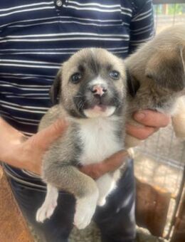 Darcy sucht ein Zuhause - Olfen