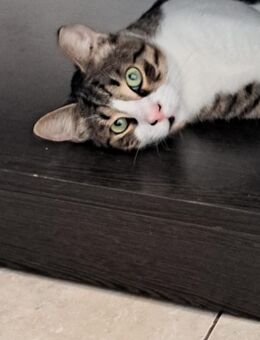 Rendy 🐾 wurde gemobbt - Kirchheim (München)